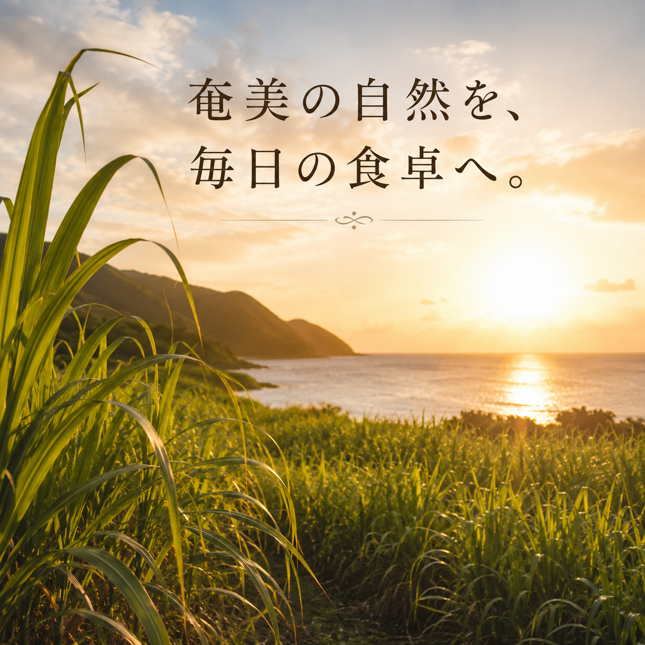 自然な暮らし 富国製糖のきびざら 2キロ(グリーンストアECショップさん)のメインイメージ
